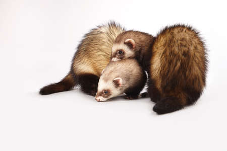 Standard color ferret female couple posing in studioの写真素材