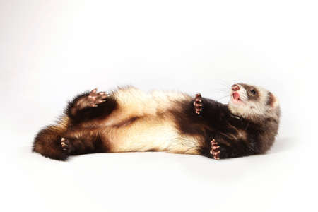 Standard color ferret female posing in studio