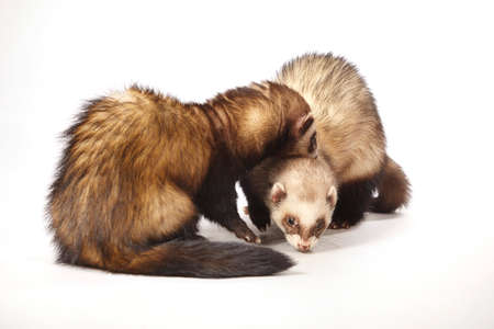 Standard color ferret female couple posing in studioの写真素材
