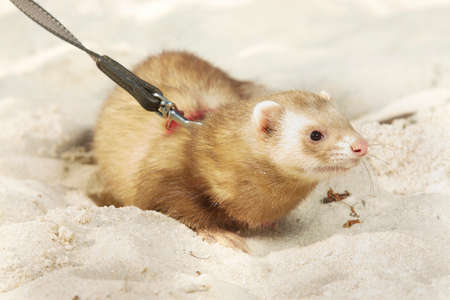 Champagne ferret portrait in beach sandの写真素材