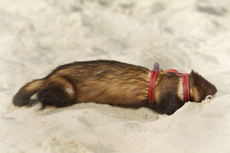 Dark sable ferret portrait in beach sand