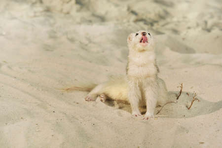 Female ferret portrait in sand of beach styleの写真素材