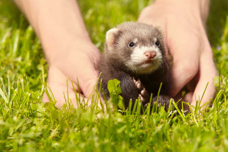 Ferret baby old about five weeks relaxing in human hands