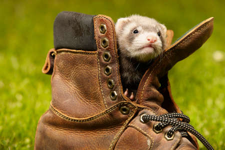Ferret babies old about five weeks relaxing in leather shoes