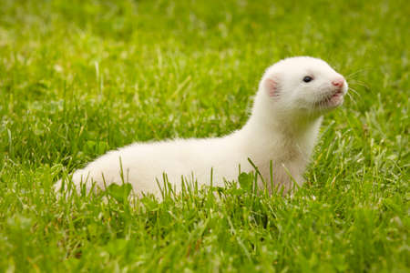 Ferret baby old about five weeks relaxing on summer grassの写真素材