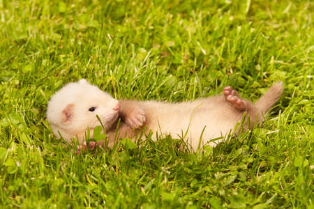 Ferret baby old about five weeks relaxing on summer grassの写真素材