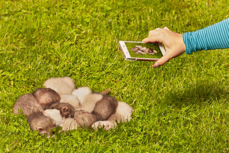 Group of ferret babies old about five weeks relaxing on summer grassの写真素材