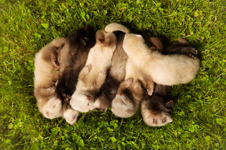 Group of ferret babies old about five weeks relaxing on summer grassの写真素材