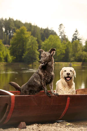 Couple of nice two dogs posing in washtub by lakeの写真素材