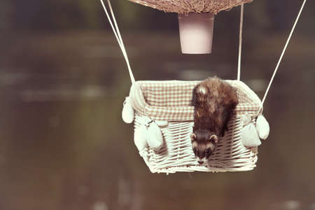 Standard color ferret in air flying in balloon in front of lakeの写真素材