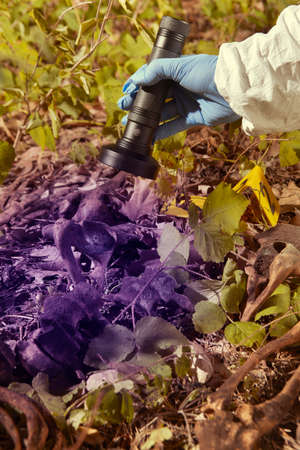 Human remains found in forest - checking of find by technician with UV light source