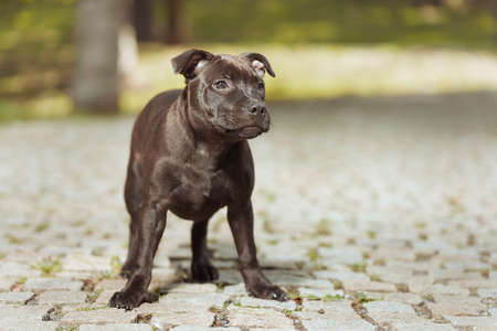 Staffordshire bull terrier male puppy three months old on park sidewalkの写真素材