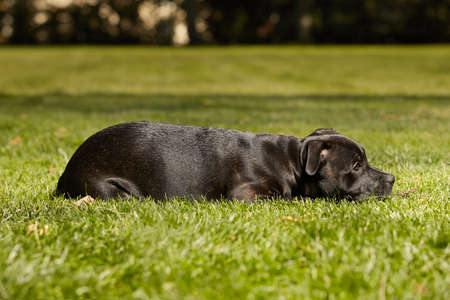 Five months old staffordshire bull terrier young female