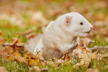 Light fur ferret relexing in autumn leaves in parkの写真素材