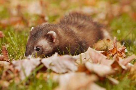 Dark fur ferret relexing in autumn leaves in parkの写真素材