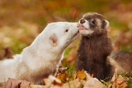 Ferret couple relexing in autumn leaves in park