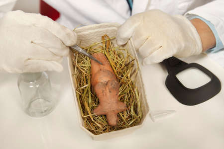Museum specialist working with prehistorical artifact statueの写真素材