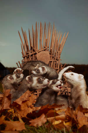 Ferret group with their queen on throneの写真素材