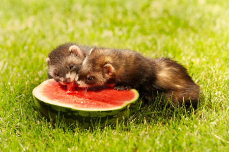 Group of ferret babies old about eight weeks tasting watermelon in grassの写真素材