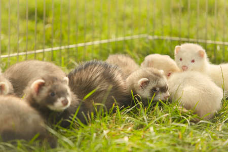 Large group of ferret babies old about eight weeks laying outdoor on grassの写真素材