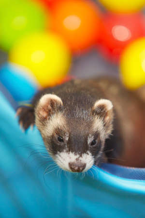 Ferret playing in summer hot day time in swimming poolの写真素材