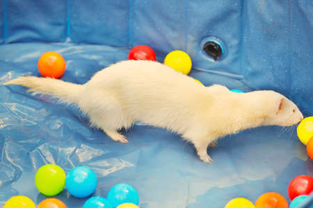 Albino ferret playing in summer hot day time in swimming poolの写真素材
