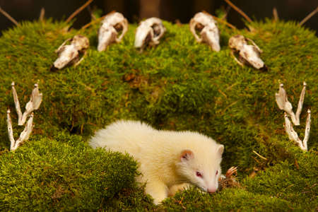Albino ferret posing as a hunting predator in forest moss decorated with prey skullsの写真素材