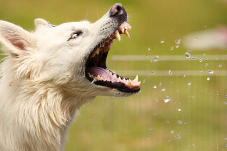 Female of Swiss white shepheard catching water drops in spring park