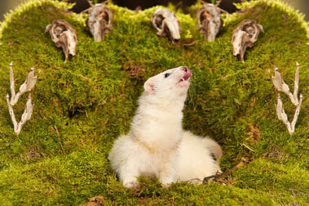 Silver ferret posing as a hunting predator in forest moss decorated with prey skulls