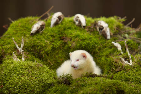 Ferret posing as a hunting predator in forest moss decorated with prey skullsの写真素材
