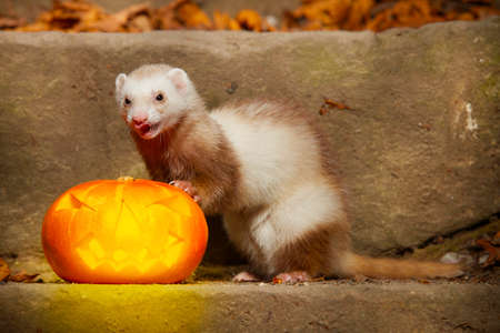 Champagne ferret posing with halloween Jack-o'-lantern pumpkinkの写真素材