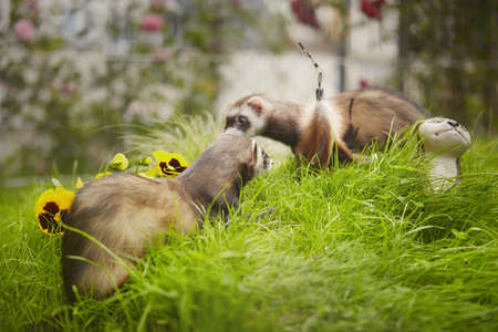 Ferret couple enjoying walking and game in sumer grass garden