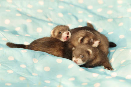 Three one month old ferret babies posing together for portrait