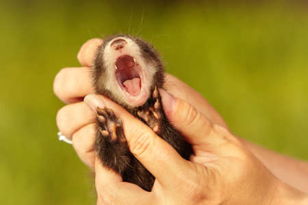 Breeder checking healthy teeth and mouth of ferret babyの写真素材
