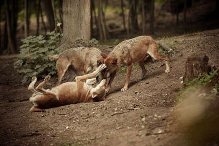 Group of three wolves on summer forest location