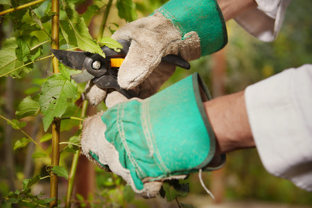 Gardener liquidates weed at his green bio gardenの写真素材