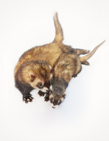 Couple of male and female ferrets on white backgroundの写真素材