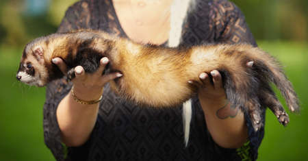 Holding of big male ferret in hands outdoorの写真素材