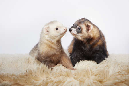 Couple of two male ferrets on a white backgroundの写真素材