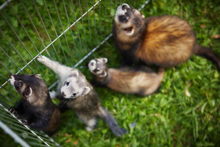 Ferret enjoying walking and game in sumer grass gardenの写真素材