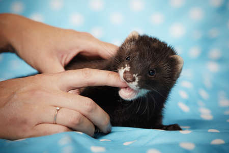 Breeder playing with ferret baby in studio on blue blanketの写真素材