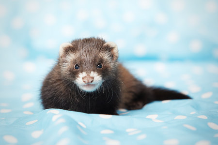 Ferret baby posing in studio on blue blanket for portraitの写真素材