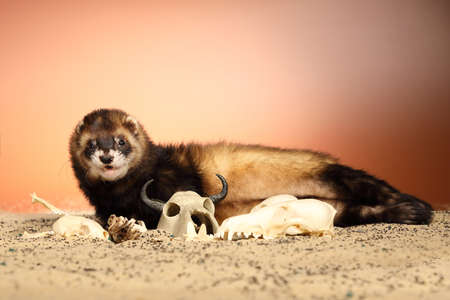 Halloween creepy studio portrait of adult ferret with skullsの写真素材
