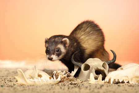 Halloween creepy studio portrait of adult ferret with skullsの写真素材