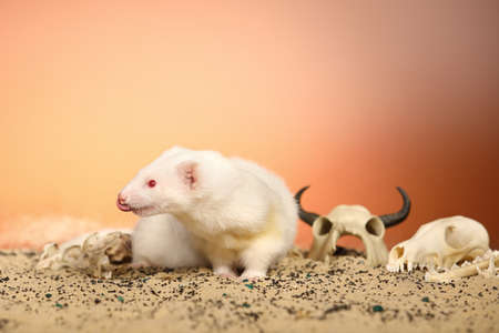 Halloween creepy studio portrait of adult ferret with skulls
