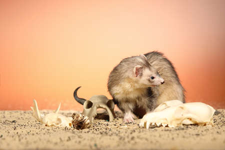 Halloween creepy studio portrait of adult ferret with skullsの写真素材