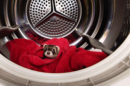 Ferret using drying machine as hiding place is endangeredの写真素材