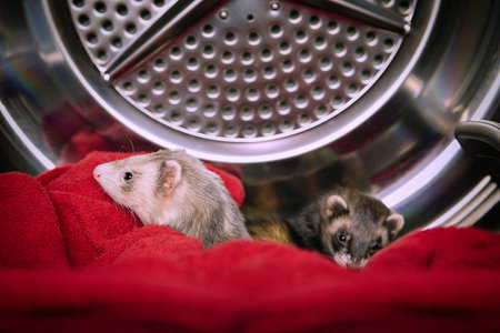 Couple of ferrets using drying machine as endangered hiding placeの写真素材
