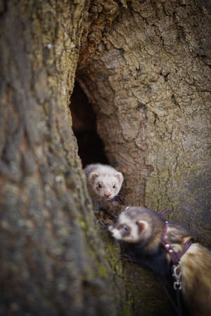 Ferret couple enjoying walking and exploring of tree holes in winter park