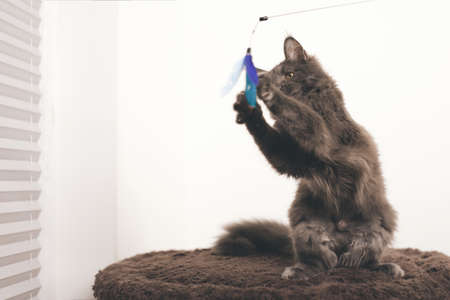 Pretty dark Maine Coon Cat puppy relaxing at homeの写真素材